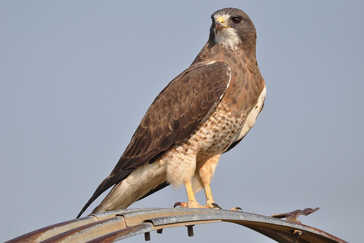 gaviao-papa-gafanhoto