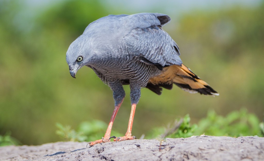 gaviao-pernilongo