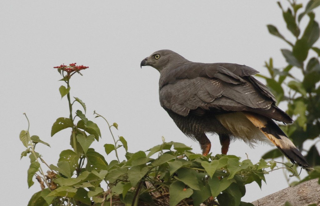 gaviao-pernilongo