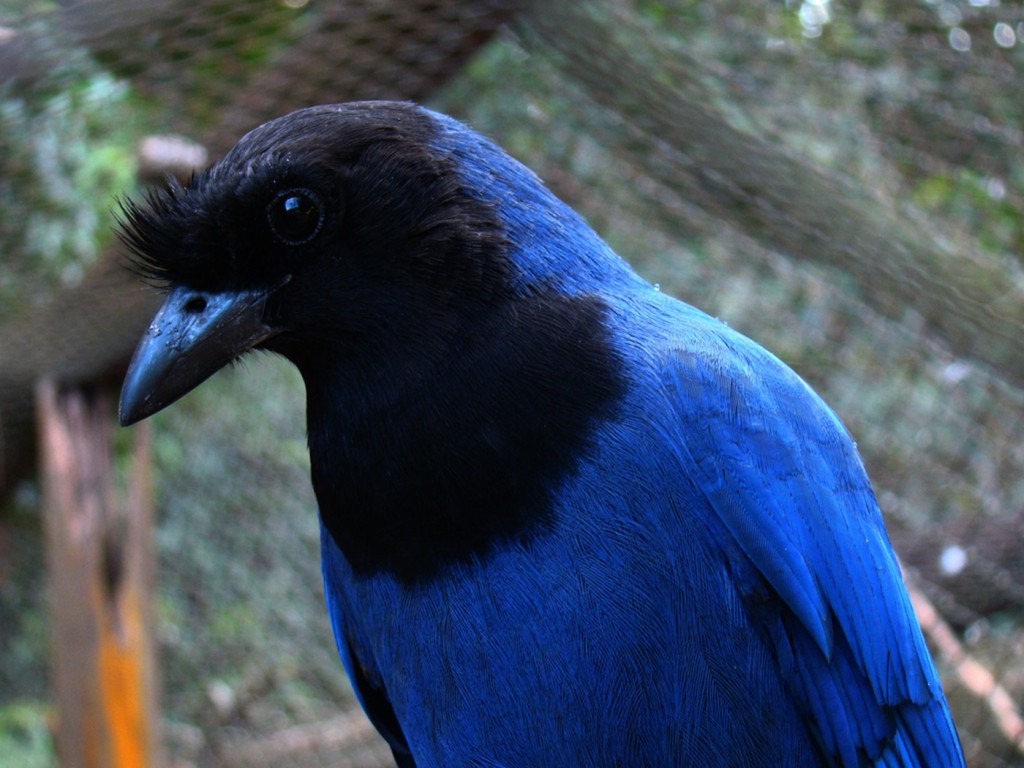 gralha-azul