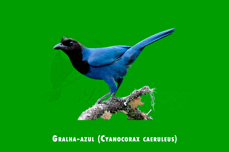 gralha-azul  ( Cyanocorax caeruleus )