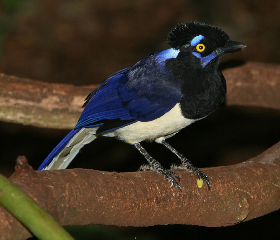 gralha-de-crista-negra 