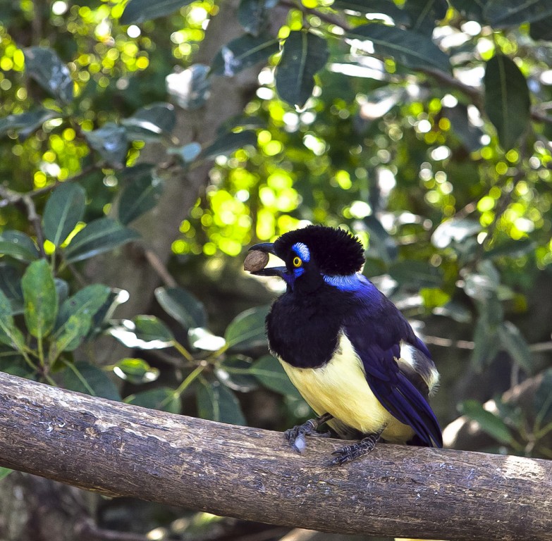 gralha-de-crista-negra 