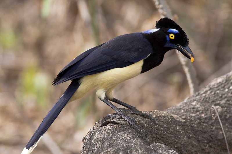 gralha-de-crista-negra 