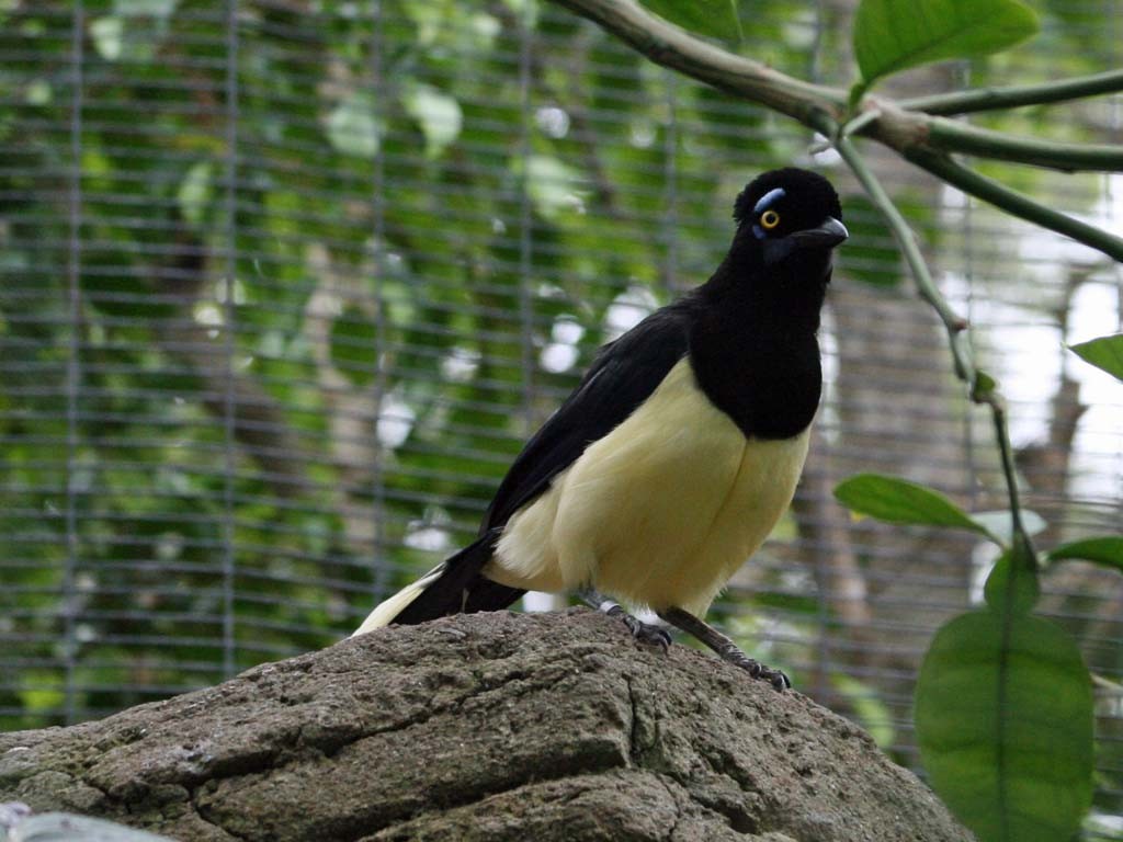 gralha-de-crista-negra 