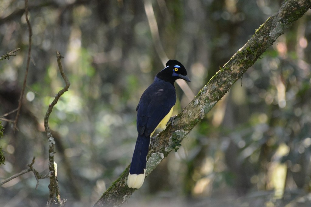 gralha-de-crista-negra 