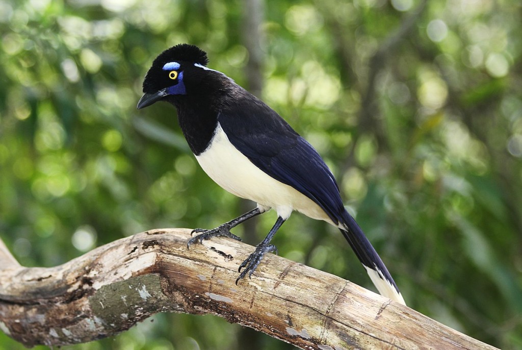 gralha-de-crista-negra