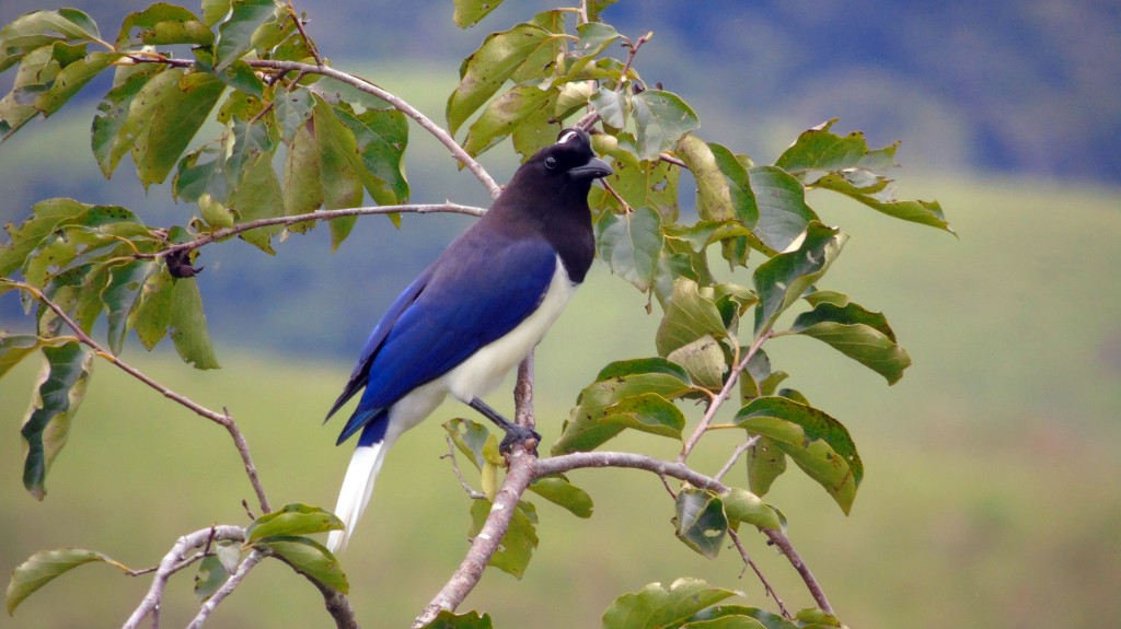 gralha-do-campo