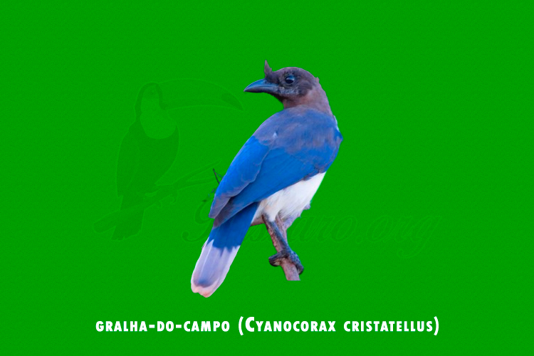 gralha-do-campo  ( Cyanocorax cristatellus)