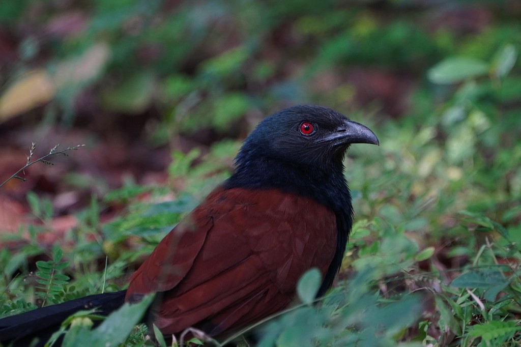 greater coucal 