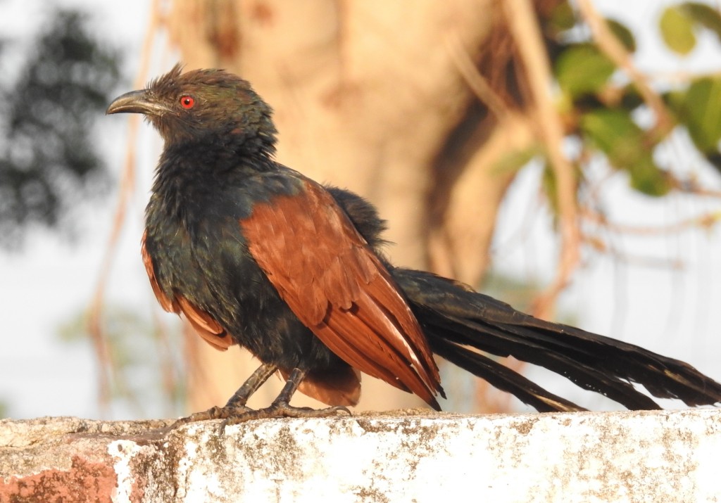 greater coucal