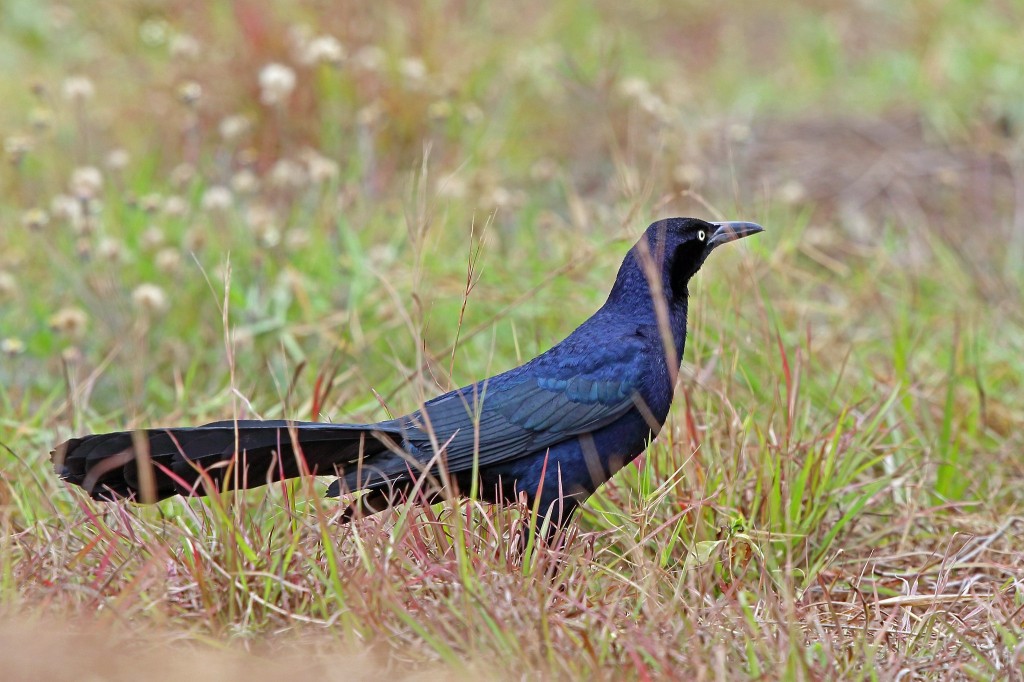 habitat da Irauna mexicana