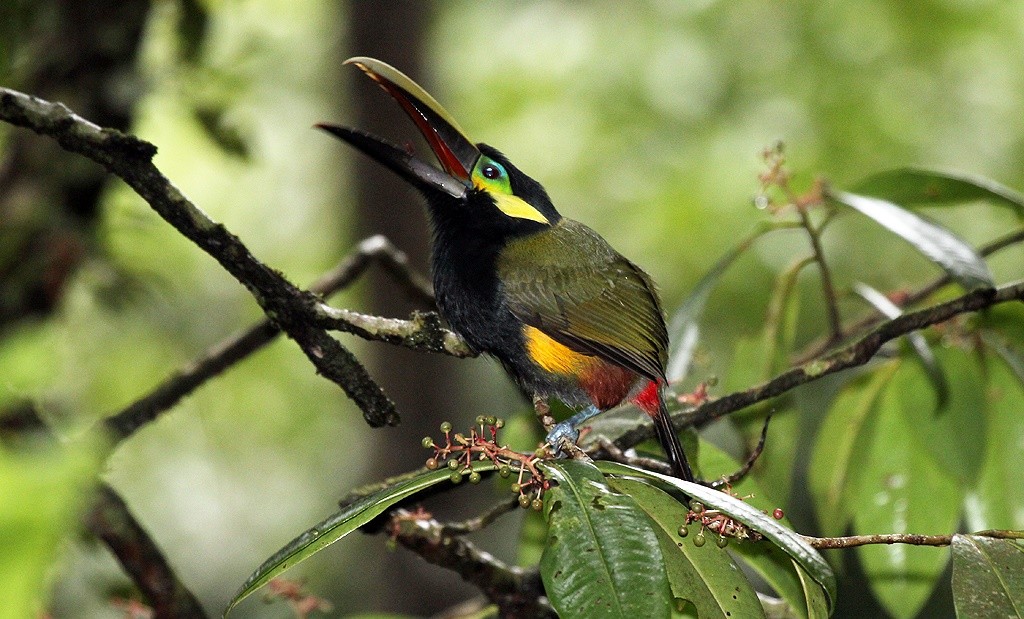 habitat da aracaripoca-grande