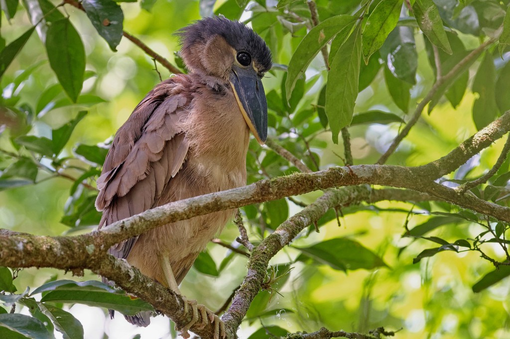 habitat da arapapa