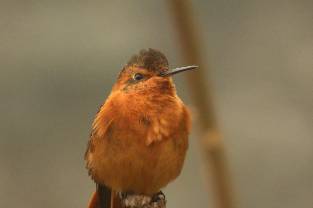 habitat da beija-flor-resplandecente