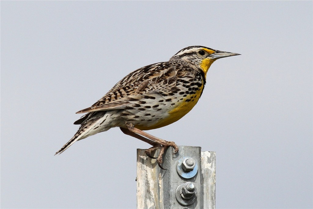 habitat da cotovia-dos-campos