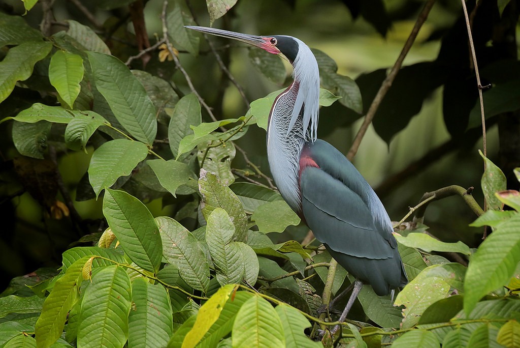 habitat da garca-da-mata