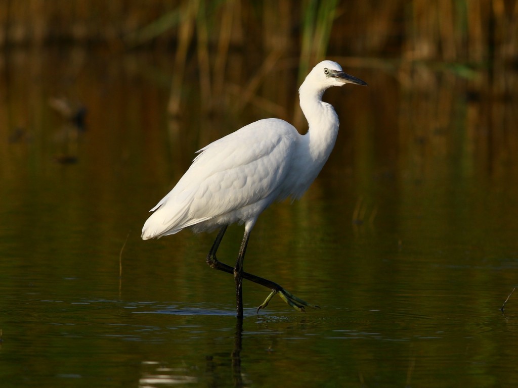 habitat da garca-pequena-europeia