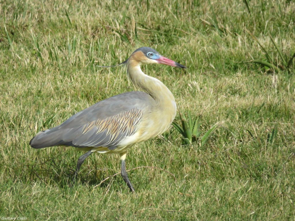 habitat da maria-faceira