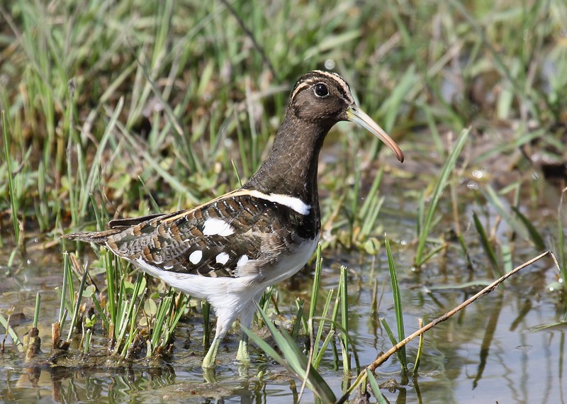 habitat da narceja-de-bico-torto