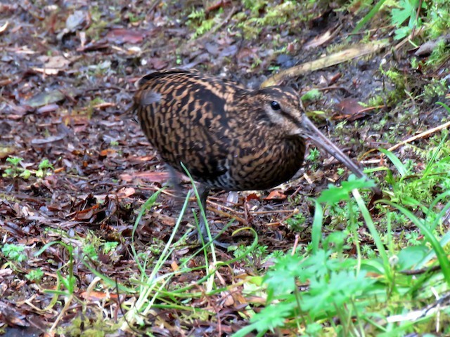 habitat da narceja-imperial