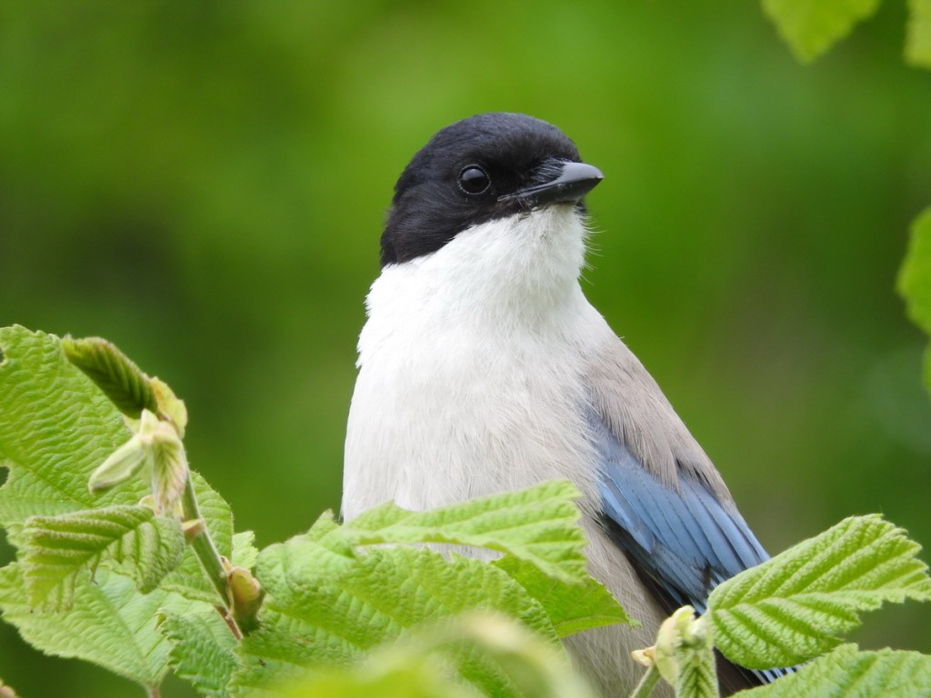 habitat da pega azul