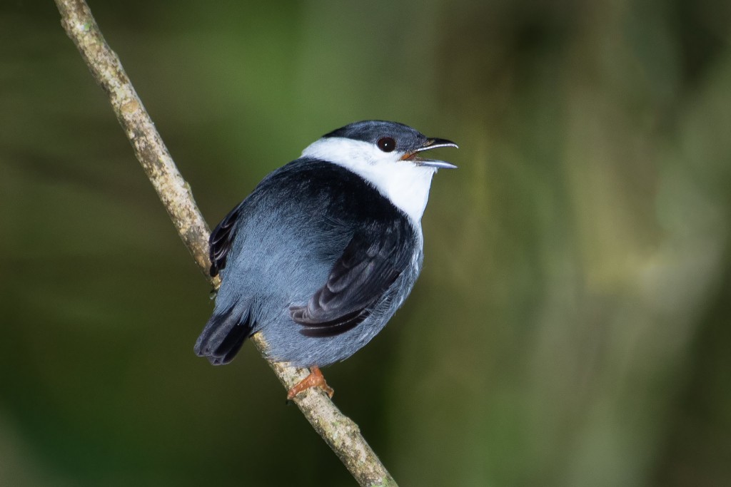 habitat da rendeira