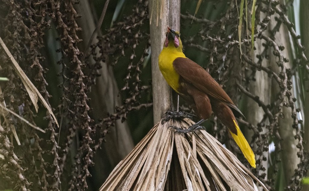 habitat do Japuacu