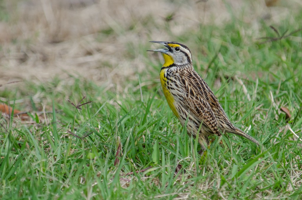 habitat do Pedro-ceroulo