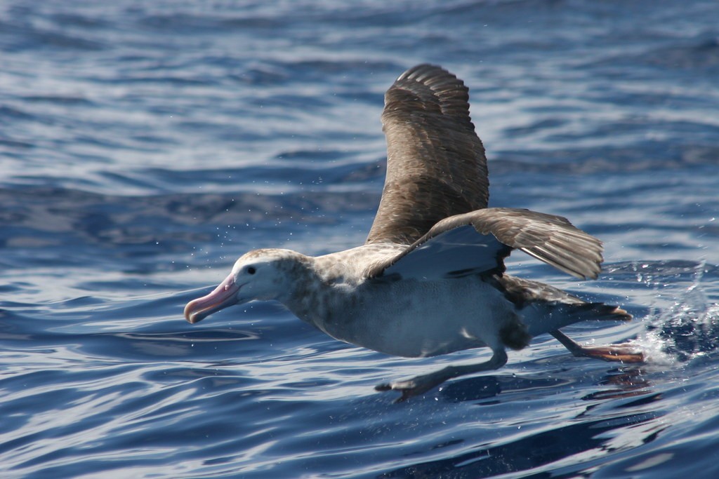 habitat do albatroz-de-tristao