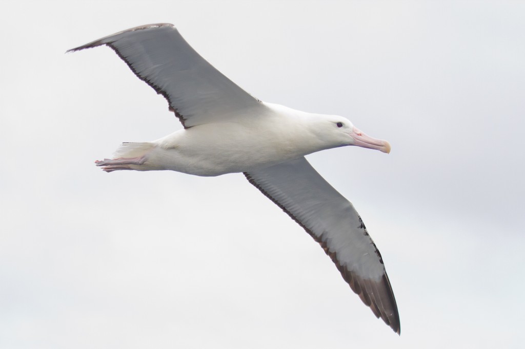 habitat do albatroz real do norte