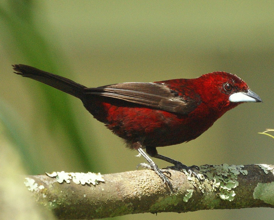 habitat do anambe-militar