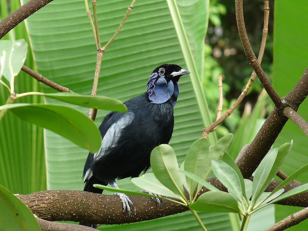 habitat do anambe-pombo