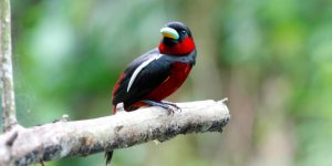 habitat do black-and-red broadbill