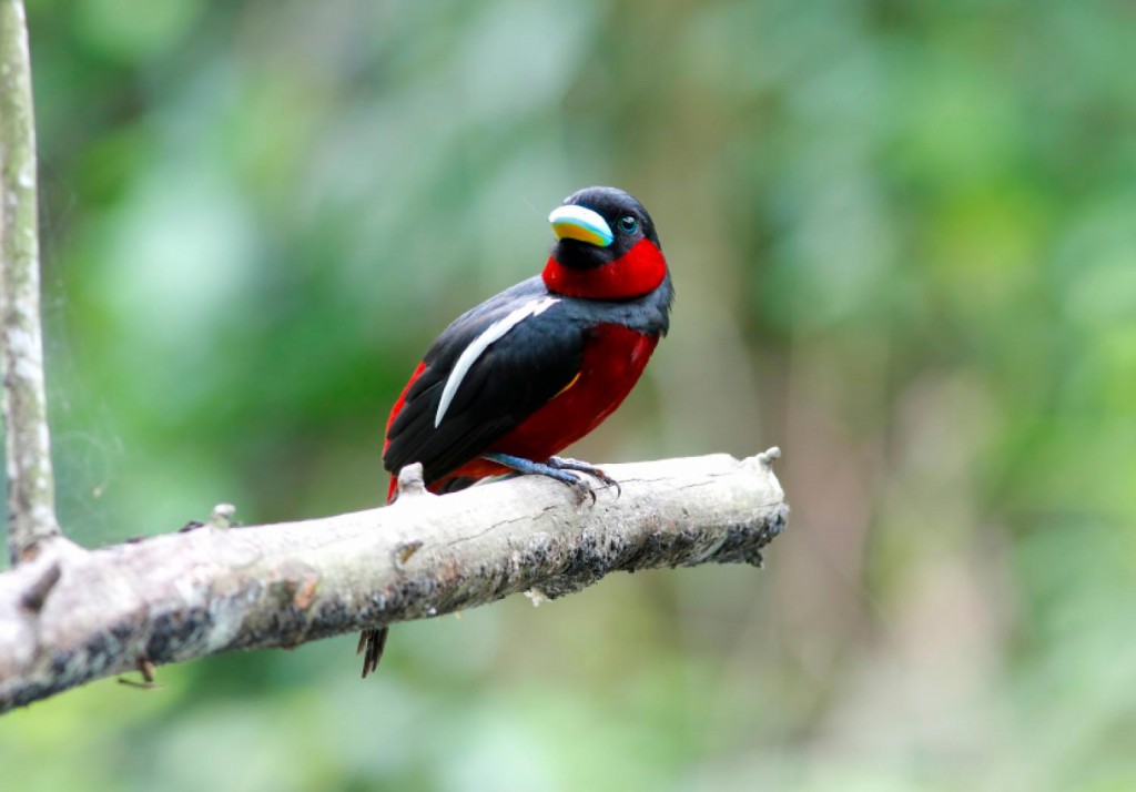 habitat do black-and-red broadbill