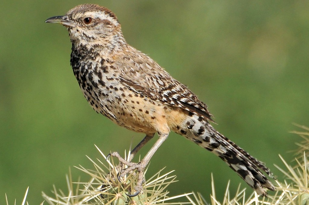 habitat do boucard's wren