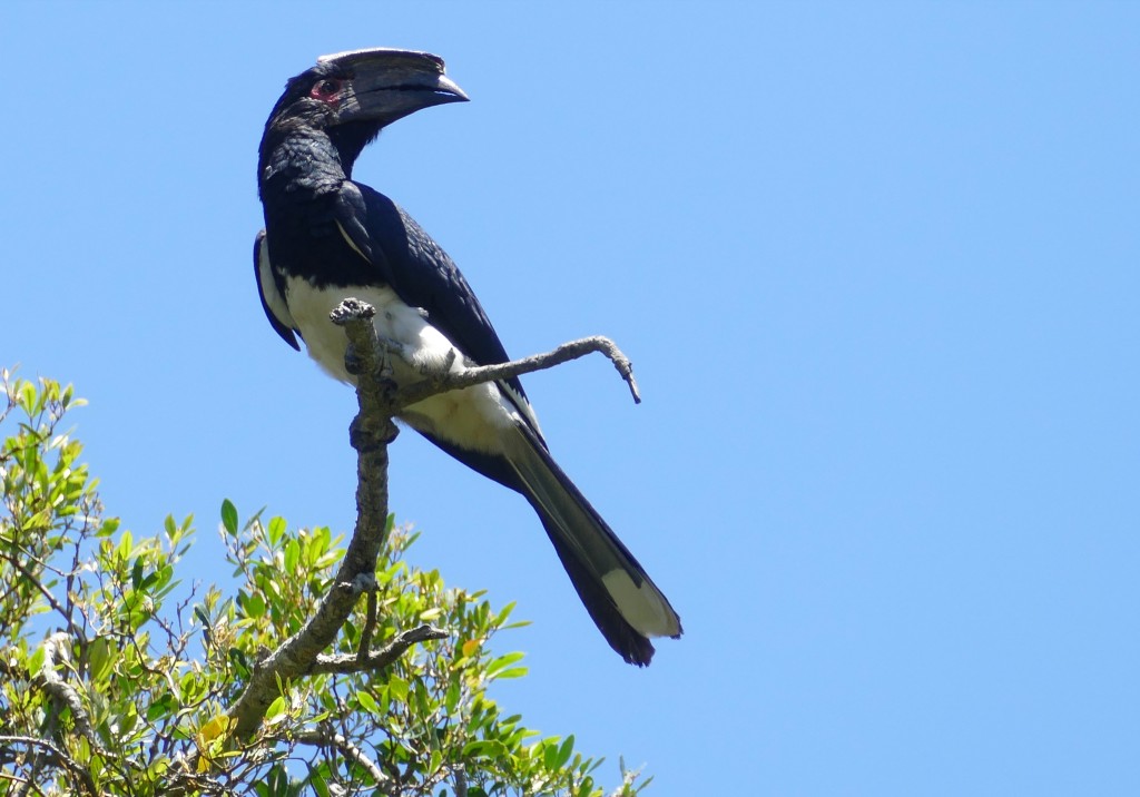 habitat do calau trompetista