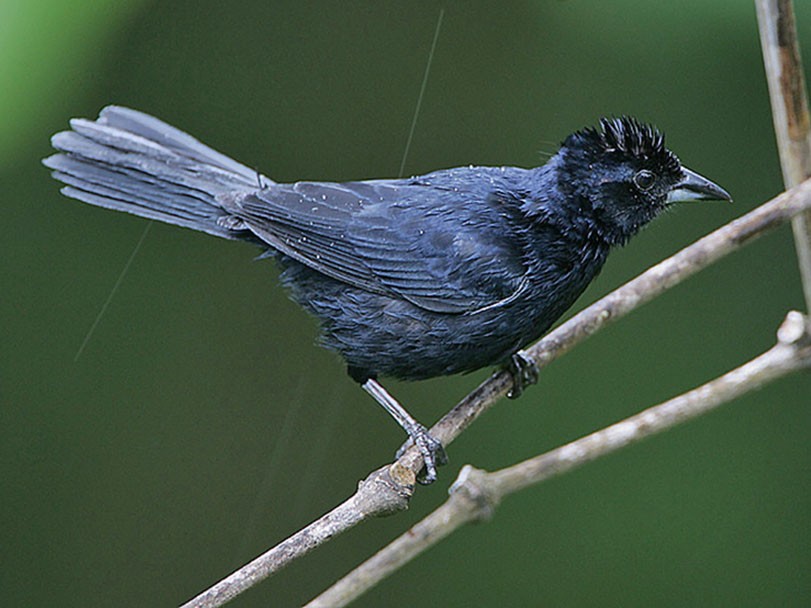 habitat do choca-d'água