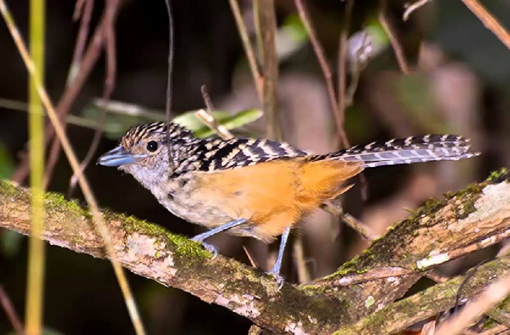 habitat do chocao-carijo