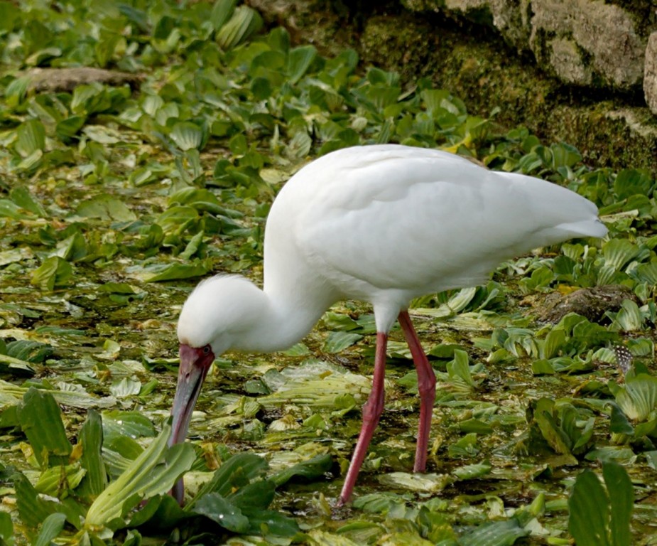 habitat do colhereiro-africano