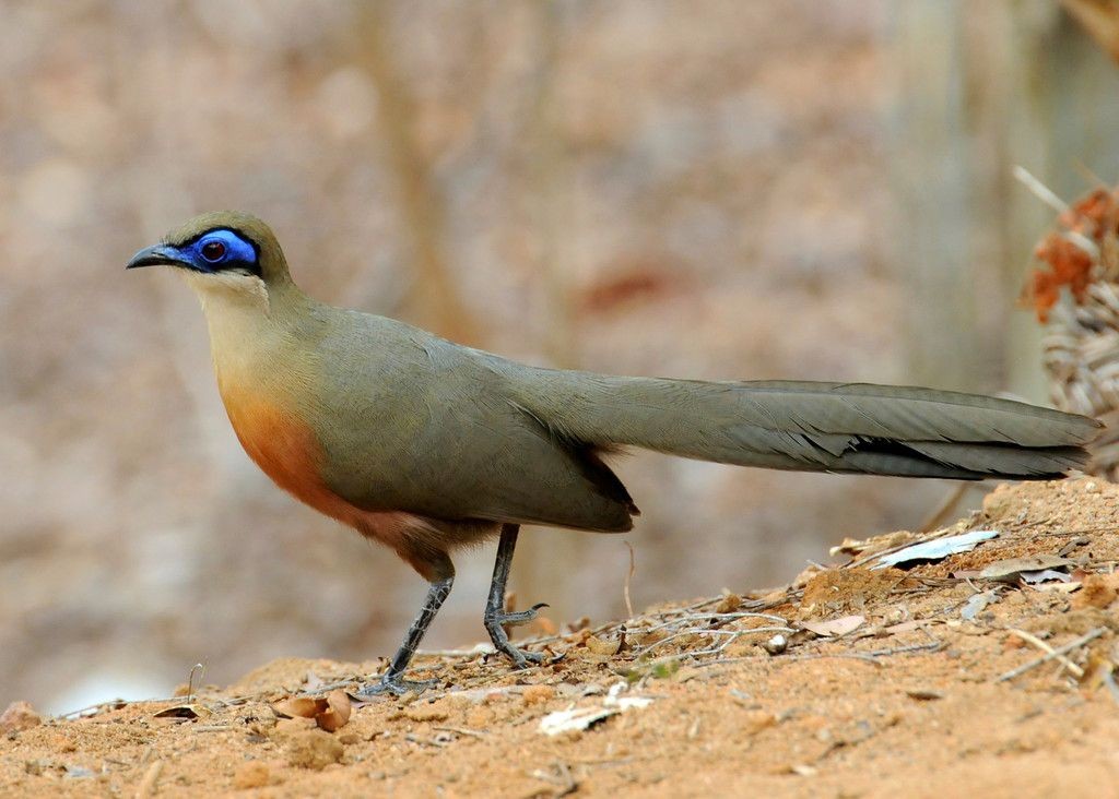 habitat do coua de coquerel