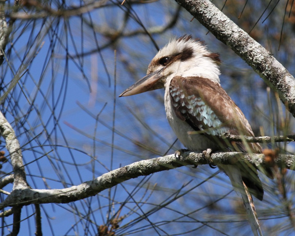 habitat do cucaburra-grande