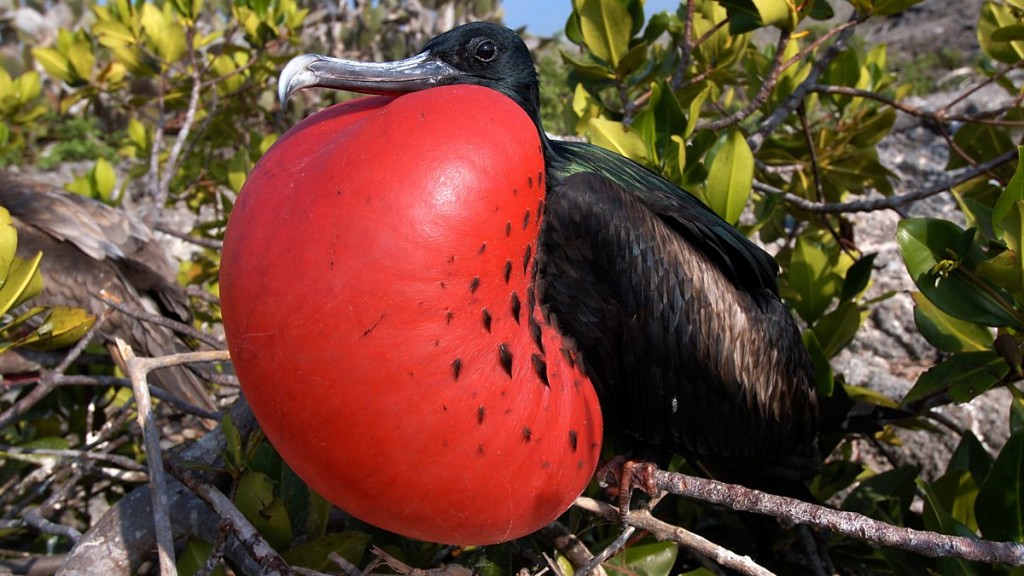 habitat do fragata-de-ascensao