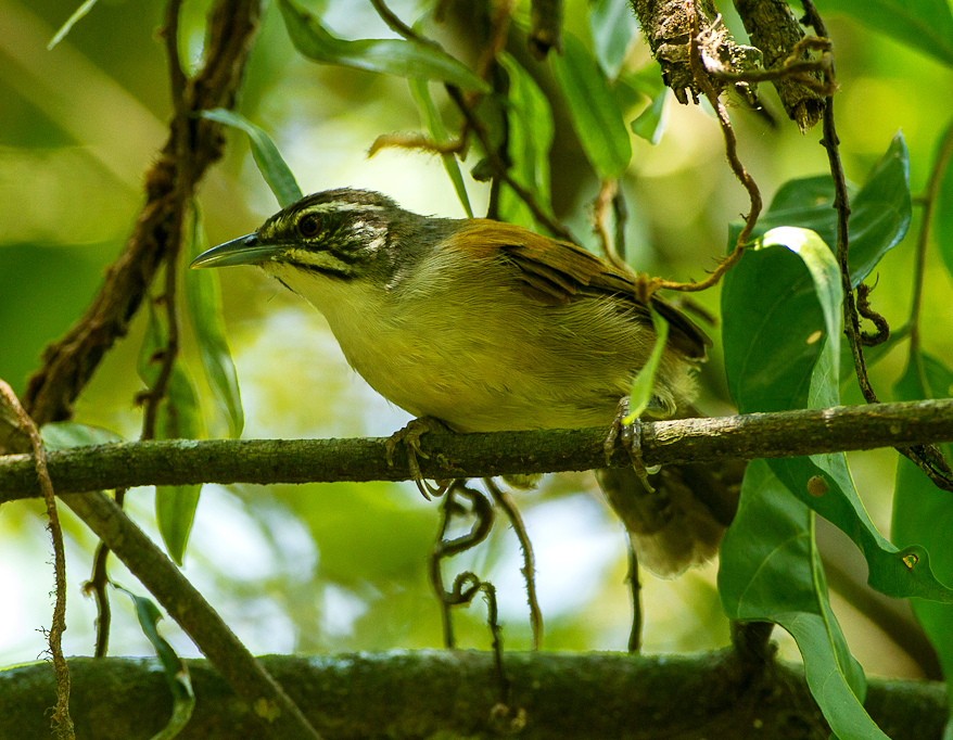 habitat do garrinchao-pai-avo