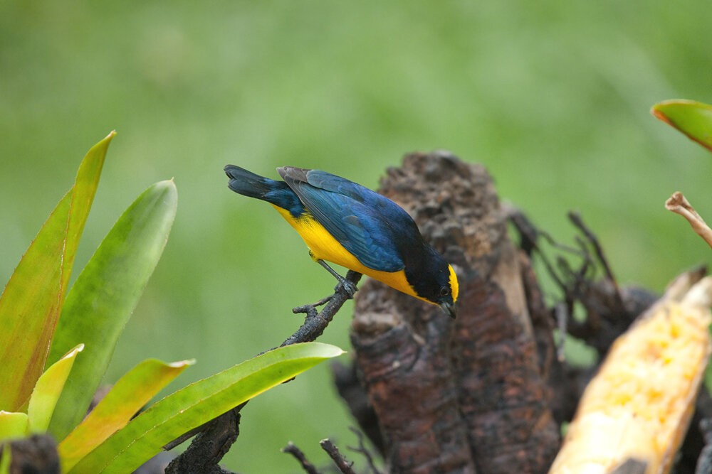 habitat do gaturamo-de-bico-grosso