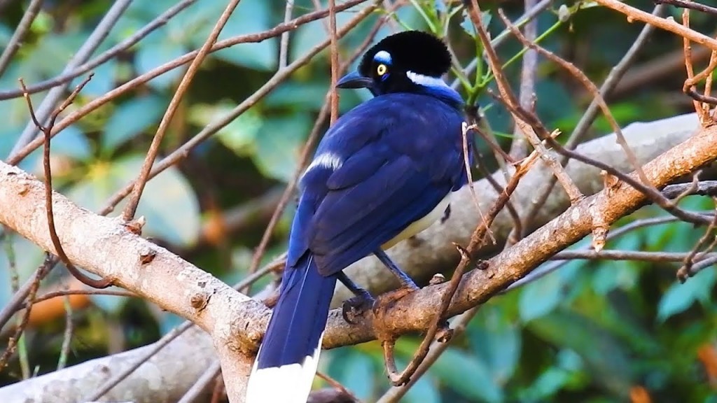 habitat do gralha-de-crista-negra