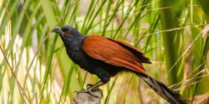 habitat do greater coucal