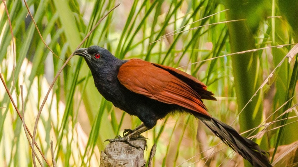 habitat do greater coucal