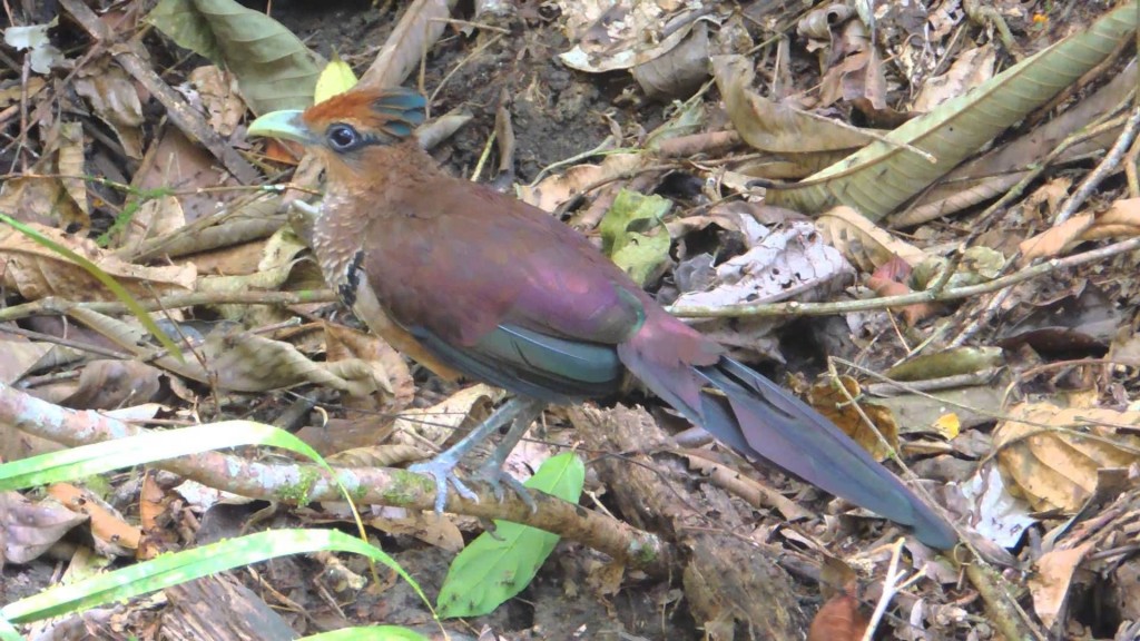 habitat do jacu-estalo-de-bico-verde