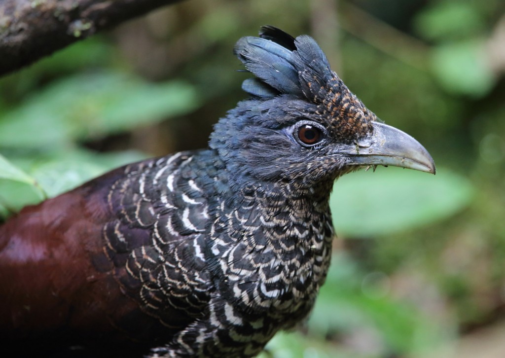 habitat do jacu-estalo-escamoso